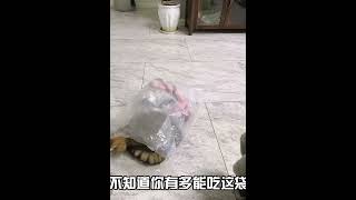 小猫二个月吃掉13斤猫粮，主人抱怨太能吃了，猫咪听到后一脸委屈 #000