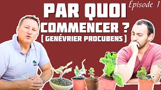 Quel Arbre pas cher Choisir quand on Débute la Pratique du Bonsaï ? 🌱 NEJIKAN BONSAI 🌱