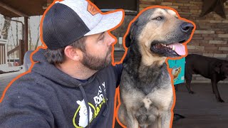 What Breed is Bear?