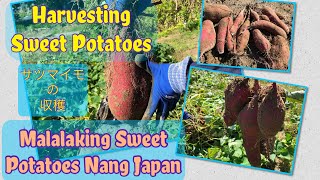 Sweet Potatoes | Kamote Harvest | Silipin Ang Malalaking Sweet Potatoes | How to Harvest