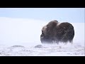 the frozen kingdom of musk oxen stormy dovrefjell