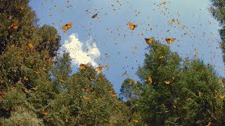 🦋 Flight of the Butterflies -- Save the Monarchs  at the Ontario Science Centre 2013 (HD)