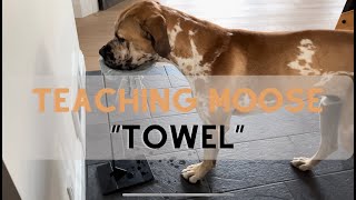 Dog Training The \