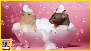 햄스터 거품목욕?? 햄스터 용품 택배 개봉기 햄토피아 Hamster Waterless Bubble Bath [제이제이 튜브-JJ tube]