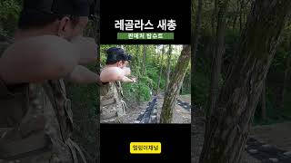 탑슈트 레골라스 쇼츠5 #새총 #중국산새총 #가성비새총