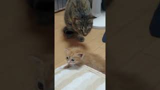 はじめて子猫を見た猫がこちら #shorts