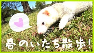 春爛漫！自然いっぱいの公園に散歩に行きました。 - ferret lab #226