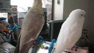 セキセイインコのレティとオカメインコのレキのまったり