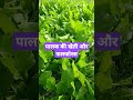 पालक की खेती palak ki kheti palak me phosphorus ka prayog palak ki kheti aur fayada