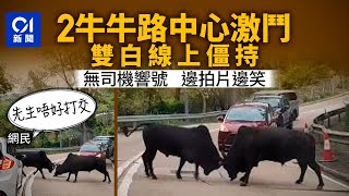 兩大牛路中角對角決鬥　司機邊拍片邊笑　網民：先生唔好打交！｜01新聞｜牛｜對決｜突發｜街頭MMA