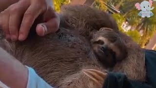 Police Officer Rescues Injured Sloth, Inspires Community with Compassionate Act.