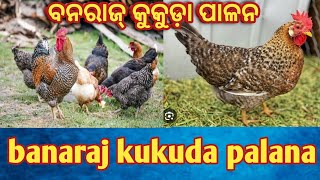 ବନରାଜ୍ କୁକୁଡ଼ା ପାଳନ how to start banaraj chicken farming in odisha #chicken #farming #odiavlog