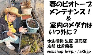 春のビオトープメンテナンス！＆室内のメダカはいつ外に？