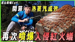 【拯山救蟻Ep4】開箱！熱蒸汽成效？｜再次噴爆入侵紅火蟻｜溫室內的蟻巢最誇張！｜臺灣蟻窟