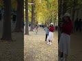 exploring the stunning beauty of autumn in beijing 🍁 🍁 🍁探秘北京著名钓鱼台银杏大道 ｜赴一场银杏叶的黄金盛宴 旅行