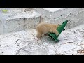 【天王寺動物園】三角コーンかぶって発進！遊び上手な仔ぐまのホウちゃん tennouji zoo polar bear icchan and houchan