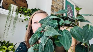 Philodendron Micans | How to care for + what to expect