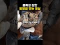 중독성 강한 말발굽 깎는 영상