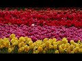 Van Diemen Quality Bulbs Table Cape Tulip Farm