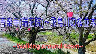 吉楽寺瑞花院～飛鳥川の桜並木　Kirakuji Mizukain-Avenue of cherry blossoms on the Asuka RiverIn Kashihara City