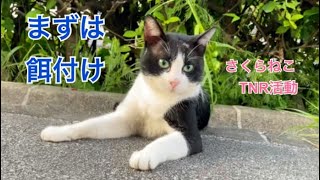 ターゲット猫、今日も現る。捕獲のための餌付け。[TNRさくらねこ活動]