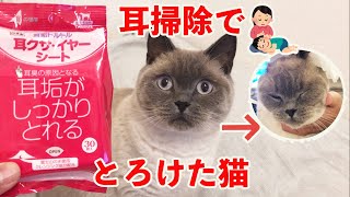 【耳掃除したら昇天した猫】嵐ちゃんCAT