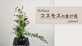 【コスモスの生け花】 初心者でもコツが分かればとっても簡単！ 生け方の基本からアレンジまでサクッと紹介。 ikebana style class Japanese flower arrangement