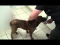 Kennel Cough and Heart Cough Kennel Cough and Heart Cough