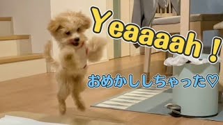 はじめて服着せたらリアクション可愛すぎた 子犬マルプー トイプードル×マルチーズ