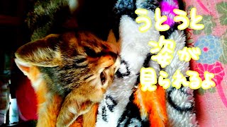 【可愛い】子猫が眠りに落ちるまで