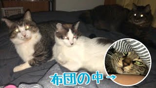 目覚めたら猫たちに囲まれていた朝☆