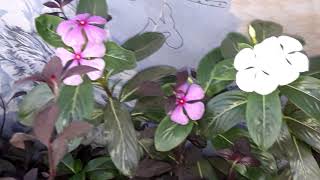 मेरे बगीचे के कुछ सुनदर फूल/some beautiful flowers in my garden