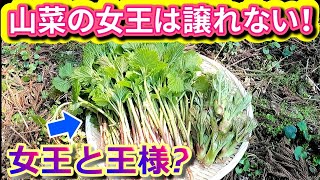 山菜の女王はこれだ！コシアブラよりも女王にふさわしい山菜はこれです。