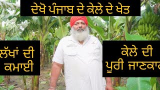 ਦੇਖੋ ਪੰਜਾਬ ਵਿਚ ਕੇਲੇ ਦੇ ਖੇਤ || banana farming in Punjab || Farmer and Farming