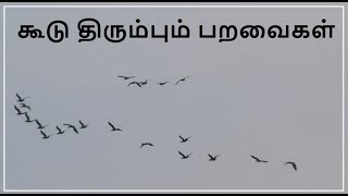 கூடு திரும்பும் பறவைகள் - 4 | Birds returning to nest - 4