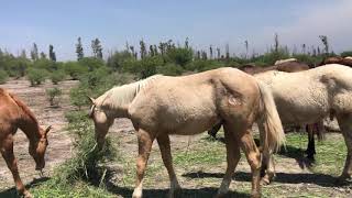 RANCHOLAROSA.THE WIMPY LIGTHS BOY, POTRILLO PALOMINO 2019 DE WIMPY DUN IT CROME#CUARTODEMILLA