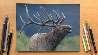 Elk Drawing in Colored Pencil