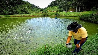 Sítio 7 alqueires 13 tanques de peixes em Sete Barras, SP Apenas R$:600 mil Willian Ricardo