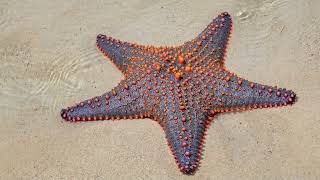 Starfish.