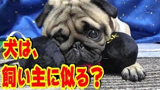 飼い犬は飼い主に似るか？　うちのパグが天然なのは飼い主（パパ）に似たからだ！と言われました。『おまめ日記』《ブサかわパグ動画》