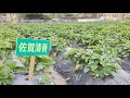 採草莓【朗屏士多啤梨園】同埋一定要食炭爐吊香草燒雞