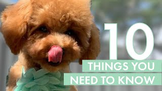 TOY POODLE PUPPY | 10 Things you need to know before getting one