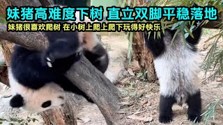 12月5日 妹猪高难度动作下树，平稳落地，有体操运动员的天赋#cutepanda #大熊猫妹猪