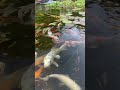 koi fish in japan. koi koifish