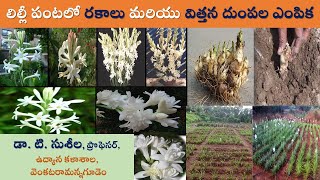 లిల్లీ పంటలో రకాలు మరియు  విత్తన దుంపల ఎంపిక || డా. T. సుశీల, ప్రొఫెసర్, ఉద్యాన కళాశాల, VR గూడెం