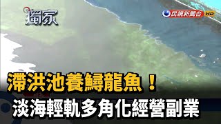 滯洪池養鱘龍魚! 淡海輕軌多角化經營副業－民視新聞