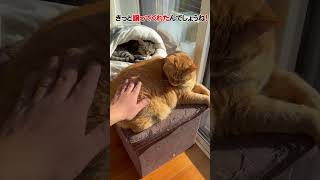 お昼寝の邪魔してなくて偉い！！　#猫　#すずつむふう　#茶トラ #キジトラ