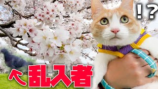 猫と初めてのお花見にいったらまさかの動物が乱入してきました…！！