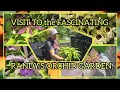 BE BLOWN AWAY BY THE VARIETY, TIPS, AND BEAUTY. HOME VISIT TO RANDY, THE INCREDIBLE ORCHID GROWER.