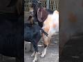 Lots of two goats they very beautiful surprising shoots we enjoy(2024) part/4